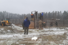 Расселение оленя благородного из Беловежской пущи по Брестской области в 2022 году