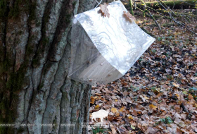 Зимняя пяденица