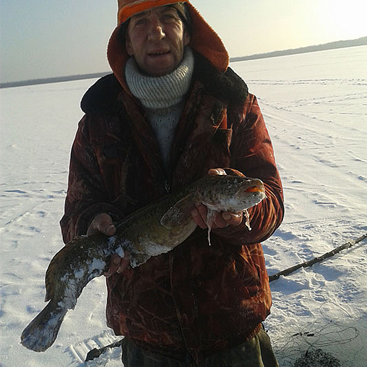 На озере "Выгоновское" впервые был выловлен налим.