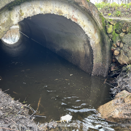 Бобры против труб: как найти компромисс с природой