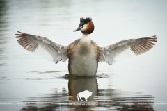 1 апреля – Международный день птиц 