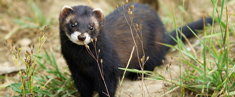Хорь лесной (лат. Mustela putorius)