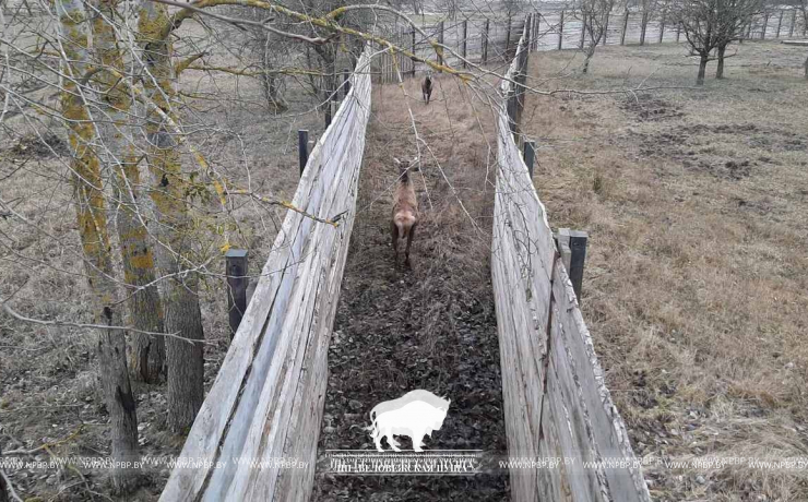 Новоселы охотничьих вольеров в Беловежской пуще.