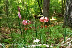 Сухопольское лесничество – территория диких орхидей