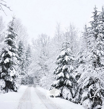 Зимняя сказка в Беловежской пуще: открываем сезон активного отдыха! 