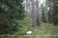 Па слядах Напалеона