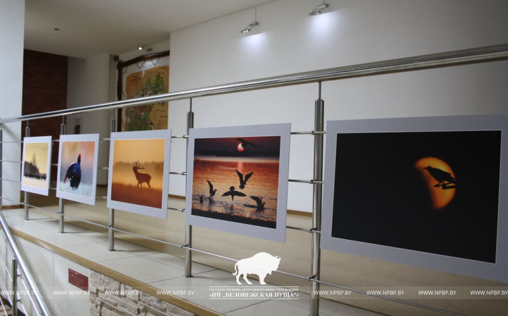 Фотовыставка дикой природы открылась в Беловежской пуще
