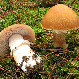 Грибы «курочки» (колпак кольчатый - лат. Cortinarius caperatus)