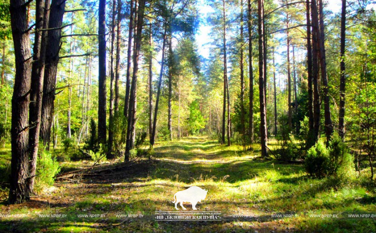 Лесные тайны