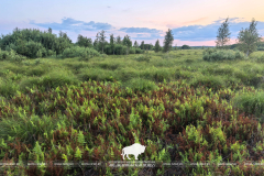 Всемирный день водно-болотных угодий