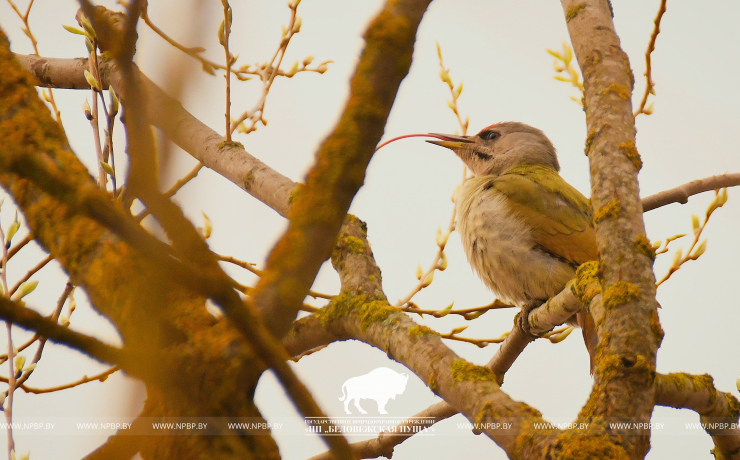 1 апреля – Международный день птиц 