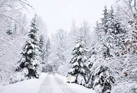 Зимняя сказка в Беловежской пуще: открываем сезон активного отдыха! 