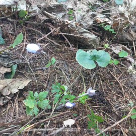 Первые краски весны