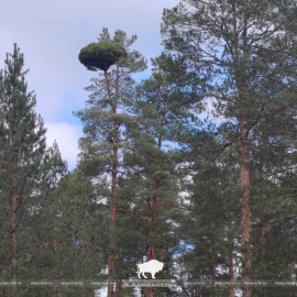 Ведьмины метлы