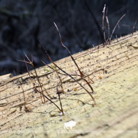 Еще один новый вид грибов для Беловежской пущи!