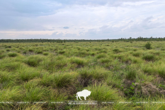 Всемирный день водно-болотных угодий