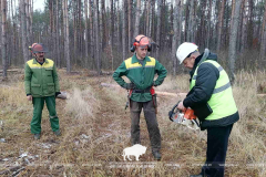 Мониторинг по соблюдению норм в Белянском и Дмитровичском лесничествах