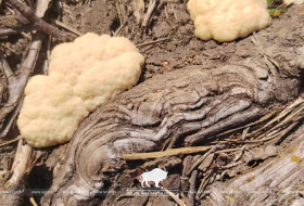 Лесная зефирка