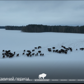 ИТОГИ УЧЁТОВ ЗУБРОВ В БЕЛОВЕЖСКОЙ ПУЩЕ В 2026 ГОДУ