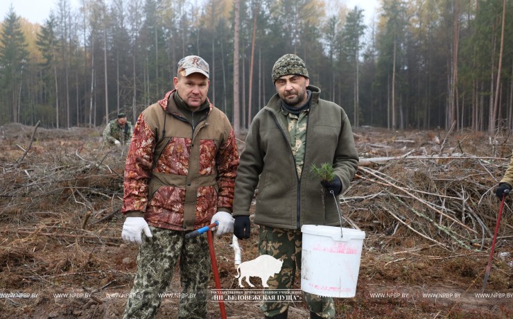 Посадка лесных культур в рамках акции  «Дай лесу новае жыццё!»