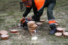 День работника леса в Беловежской пуще !