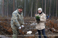 Посадка лесных культур в рамках акции  «Дай лесу новае жыццё!»