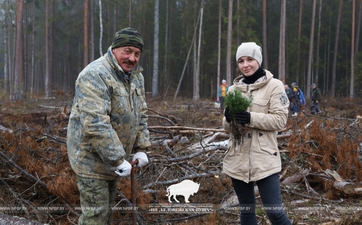 Посадка лесных культур в рамках акции  «Дай лесу новае жыццё!»