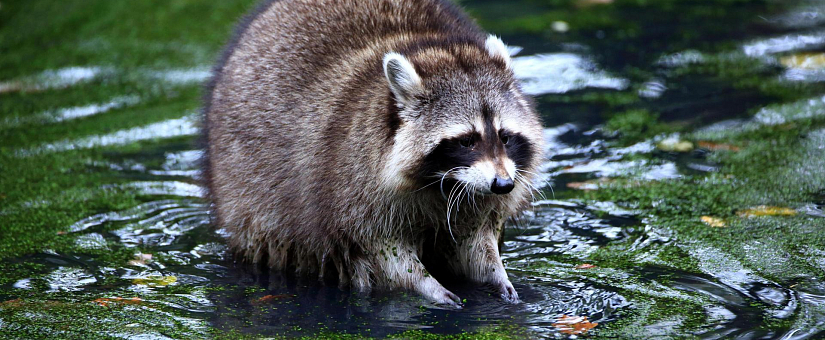 Енот-полоскун (лат. Procyon lotor)