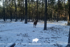 Расселение оленя благородного из Беловежской пущи в Гродненскую область