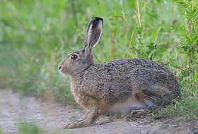 Открылся сезон охоты на пушных животных