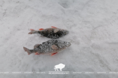 Согласно итогам профсоюзных соревнований в Беловежской пуще: кто стал лучшим рыбаком?