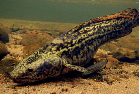 Запрет на ловлю налима в Беловежской пуще: сроки и штрафы