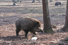 Звярыны пераход