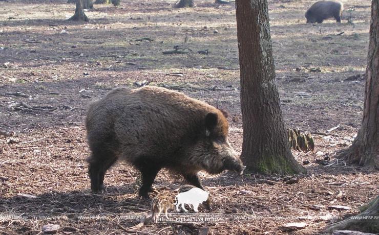 Звярыны пераход