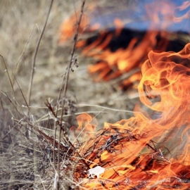 Начало пожароопасного сезона в Беловежской пуще