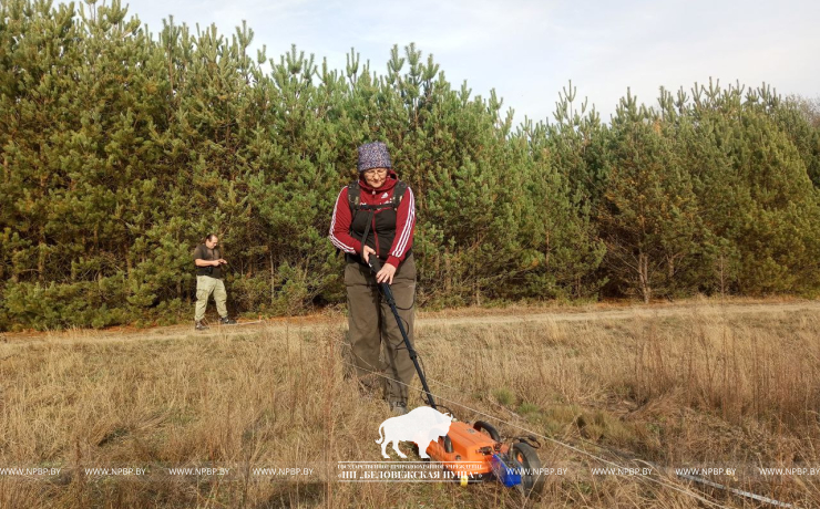 Тайны археологии Беловежской пущи раскрываются с помощью радиотехнического зондирования