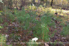 Содействие естественному возобновлению леса