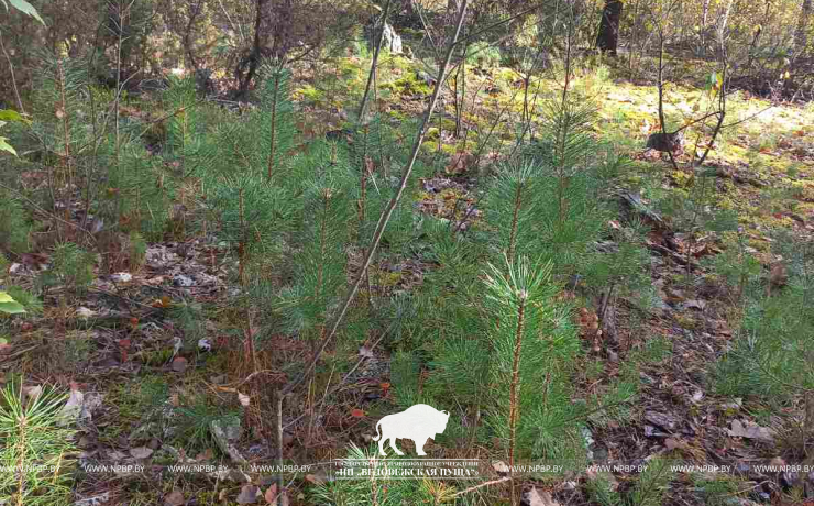 Содействие естественному возобновлению леса