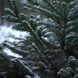 Как избежать проблем с законом при покупке новогодней ели?